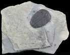 Elrathia Trilobite Fossil In Shale - Utah #47096-1